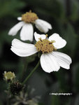 flower4