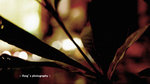GRASS-2