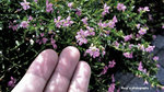 SFlowers