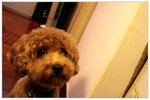 dog02
