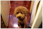 dog03