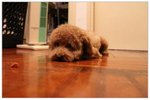 dog04