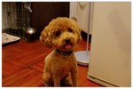 dog05
