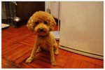 dog06