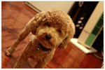 dog07
