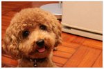 dog08