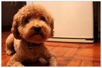 dog10