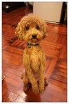 dog11