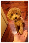 dog12