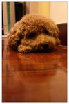 dog13