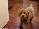 MY Doggie little Bear