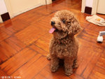 MY Doggie little Bear