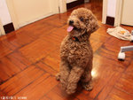 MY Doggie little Bear