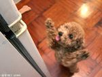 MY Doggie little Bear