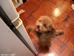 MY Doggie little Bear