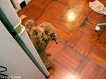 MY Doggie little Bear