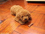 MY Doggie little Bear