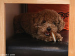 MY Doggie little Bear