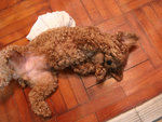 MY Doggie little Bear