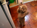 MY Doggie little Bear