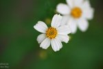nnIMG_5506