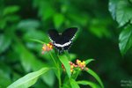 nnIMG_5539