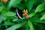 nnIMG_5542