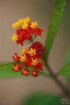 nnIMG_5554