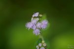 nnIMG_5556