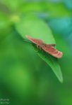 nnIMG_5562