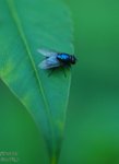 nnIMG_5583