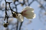 IMG_6006