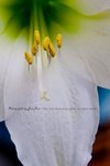 IMG_7941