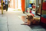 深水埗.17-04-2010