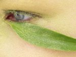 Eyes (113)