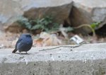 blue angry bird