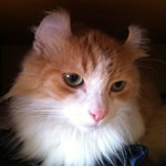 cat1-resize