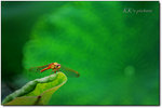 綠葉飛蜻