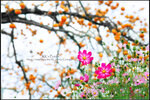
~ 月柿下的花語
