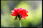 IMG_8065