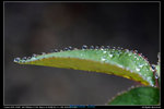 IMG_8083