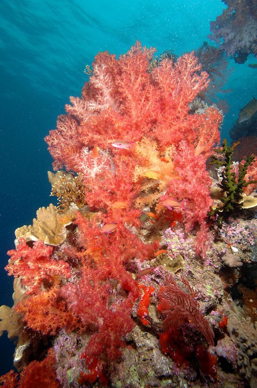 Coral color. Рифы коралл цвет. Коралловая гаррупа. Живые кораллы. Розовый коралл.