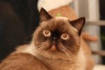 IMG_00221