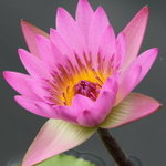 _P8G0940