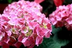 IMG_5294