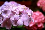 IMG_5296