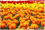 24771_375710440546_728800546_3807691_1016824_n
