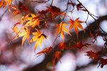 IMG_1392A