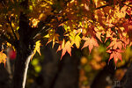 IMG_1437A