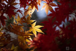 IMG_1690A